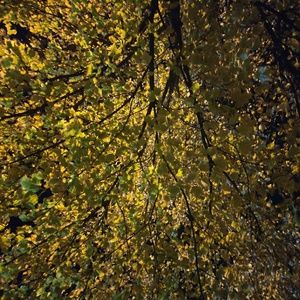 Meet your Posher, Qiaohui